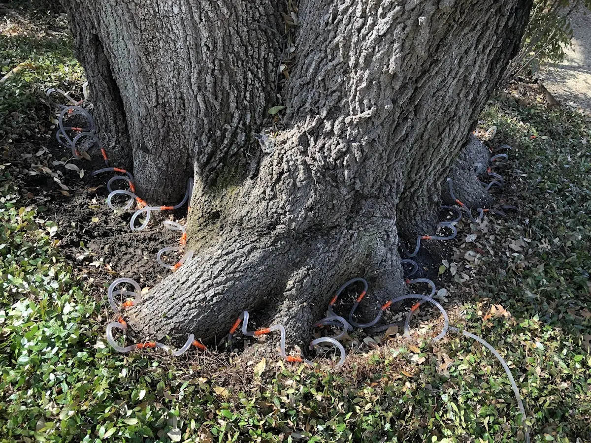 Detailed Tree Cabling and Bracing job site in Muscotah