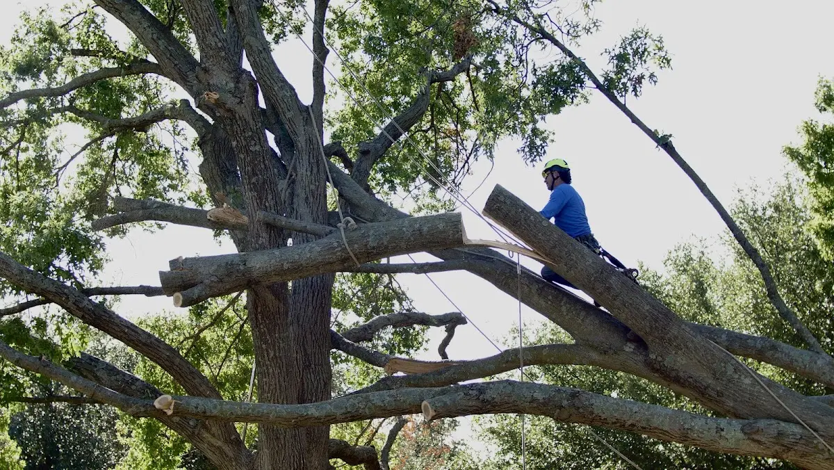 Professional Crown Thinning performed by certified arborists in Muscotah