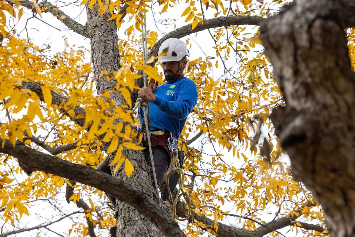 Skilled Tree Pruning crew working in Muscotah